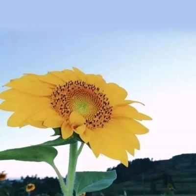 竞彩足球APP官方下载