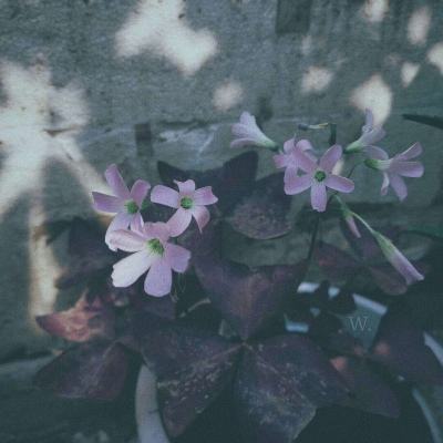 2023管家婆资料正版大全澳门下载手机版截图